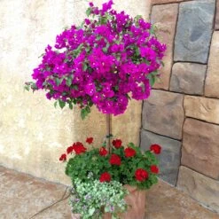 New River Bougainvillea -Brighter Blooms Purple Bougainvillea New River 1 FGT