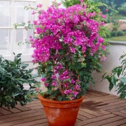 New River Bougainvillea -Brighter Blooms Purple Bougainvillea New River 2