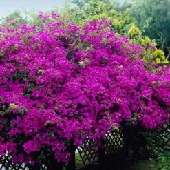 New River Bougainvillea -Brighter Blooms Purple Bougainvillea New River 4 BB