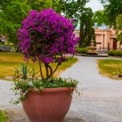New River Bougainvillea Tree -Brighter Blooms Purple Bougainvillea New River 8 BB