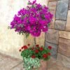 New River Bougainvillea Tree -Brighter Blooms Purple Bougainvillea New River Tree BB 600x600 0c9a51f6 c729 415e 9e80 0ea6c0e16d9d
