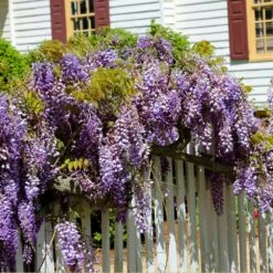 Purple Wisteria Vine -Brighter Blooms Purple Chinese Wisteria 2