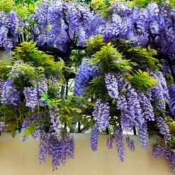 Purple Wisteria Vine -Brighter Blooms Purple Chinese Wisteria 3