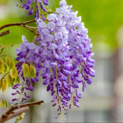 Purple Wisteria Vine -Brighter Blooms Purple Chinese Wisteria 4