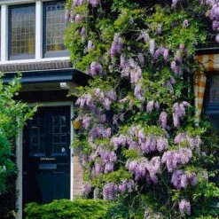 Purple Wisteria Vine
