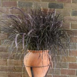 Purple Fountain Grass -Brighter Blooms Purple Fountain Grass 1