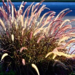 Purple Fountain Grass -Brighter Blooms Purple Fountain Grass 2