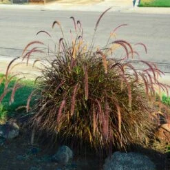 Purple Fountain Grass -Brighter Blooms Purple Fountain Grass 3 BB