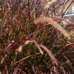 Purple Fountain Grass -Brighter Blooms Purple Fountain Grass 5