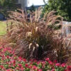 Purple Fountain Grass -Brighter Blooms Purple Fountain Grass BB 600x600jpg