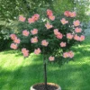Rainbow Knock Out® Rose Tree -Brighter Blooms RAINBOW KNOCKOUT RISE TREE 250 THUMBNAIL