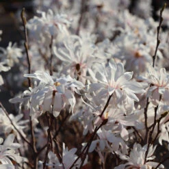 Royal Star Magnolia Tree -Brighter Blooms ROyal Star Magnolia 5 BB