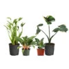 Rare House Plant Kit 1 Rare House Plant Kit -Brighter Blooms Rare House Plant 600x600 00c29596 ae2f 4685 b958 da4f6b6a6596