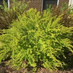 Raspberry Lemonade™ Ninebark -Brighter Blooms Raspberry Lemonade 1