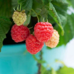 Bushel And Berry® Raspberry Shortcake® Bush -Brighter Blooms Raspberry Shortcake 1
