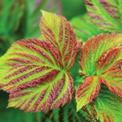 Bushel And Berry® Raspberry Shortcake® Bush -Brighter Blooms Raspberry Shortcake 4