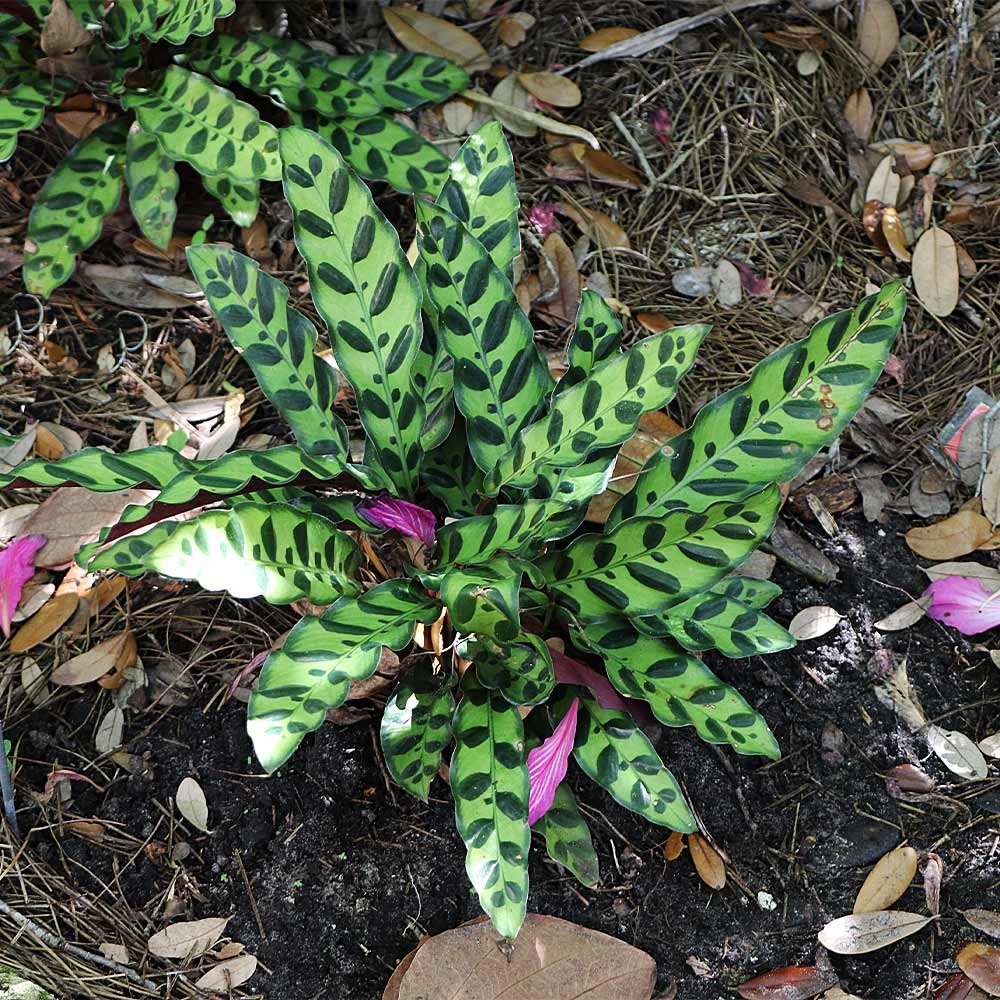 Rattlesnake Plant 5 Rattlesnake Plant - Image 3