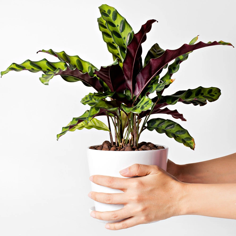 Rattlesnake Plant 8 Rattlesnake Plant - Image 6