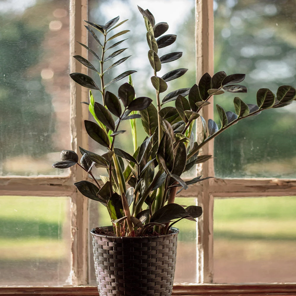 Raven ZZ Plant 4 Raven ZZ Plant - Image 2