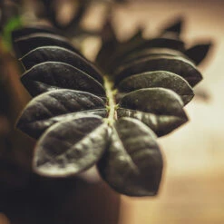 Raven ZZ Plant 7 Raven ZZ Plant -Brighter Blooms Raven ZZ 3