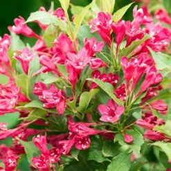 Red Prince Weigela Tree -Brighter Blooms Red Prince Wegeila 3 BB