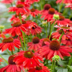 Sombrero® Salsa Red Coneflower 8 Sombrero® Salsa Red Coneflower -Brighter Blooms Red Salsa Coneflower 1 bb