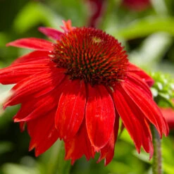 Sombrero® Salsa Red Coneflower 9 Sombrero® Salsa Red Coneflower -Brighter Blooms Red Salsa Coneflower 4