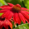 Sombrero® Salsa Red Coneflower 2 Sombrero® Salsa Red Coneflower -Brighter Blooms Red Salsa Coneflower BB 600x600 804094ae c397 49d2 8b12 9426c4147677