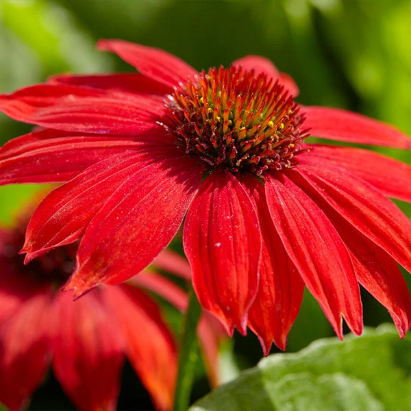 Sombrero® Salsa Red Coneflower 3 Sombrero® Salsa Red Coneflower