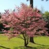 Red Dogwood Tree -Brighter Blooms Red Dogwood BB 600x600 80e8e6d2 be3f 4572 aa96 105e8a097434