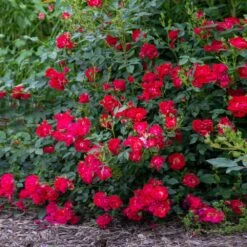 Red Drift® Rose -Brighter Blooms Red Drift Rose 2 BB