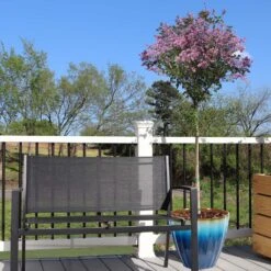 Red Pixie Lilac Tree -Brighter Blooms Red Pixie Lilac Tree 5