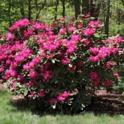 Red Rhododendron Shrub 9 Red Rhododendron Shrub -Brighter Blooms Red Rhododendron 2 BB
