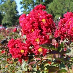 Red Rocket Crape Myrtle Tree -Brighter Blooms Red Rocket Crape Myrtle 2 BB