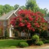 Red Rocket Crape Myrtle Tree -Brighter Blooms Red Rocket Crape Myrtle BB 600x600 a2933d5d ac30 4540 ab7a d3b1b5cb67b7