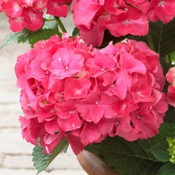 Red Sensation Hydrangea Shrub -Brighter Blooms Red Sensation Hydrangea 1 BB