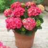 Red Sensation Hydrangea Shrub -Brighter Blooms Red Sensation Hydrangea BB 600x600 1e6fccd5 9084 47e6 8fb5 471bb2c900df