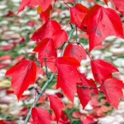 Red Sunset® Maple Tree -Brighter Blooms Red Sunset Maple 2 a54aec73 0734 4b1e 99ff 74a659bb9e8c
