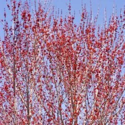 Red Sunset® Maple Tree -Brighter Blooms Red Sunset Maple 3 68ab9163 7e44 4e93 8940 867034154180