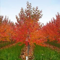 Red Sunset® Maple Tree -Brighter Blooms Red Sunset Maple 5