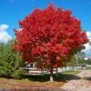 Red Sunset® Maple Tree -Brighter Blooms Red Sunset Maple BB 600x600 ba5e2746 514c 43d3 a235 bd68eed101c4