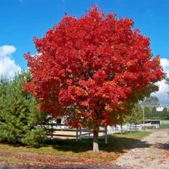 Red Sunset® Maple Tree