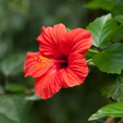 Red Tropical Hibiscus Tree 12 Red Tropical Hibiscus Tree -Brighter Blooms Red Tropical Hibiscus Tree 2 BB
