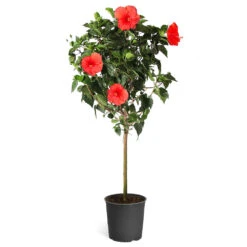 Red Tropical Hibiscus Tree 13 Red Tropical Hibiscus Tree -Brighter Blooms Red Tropical Hibiscus Tree 5
