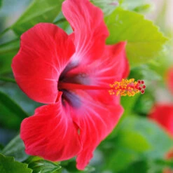 Red Tropical Hibiscus Tree 10 Red Tropical Hibiscus Tree -Brighter Blooms Red Tropical Hibiscus Tree 7 BB