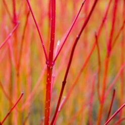 Red Twig Dogwood Shrub -Brighter Blooms Red Twig Dogwood 1 BB