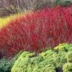 Red Twig Dogwood Shrub -Brighter Blooms Red Twig Dogwood 4