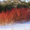 Red Twig Dogwood Shrub -Brighter Blooms Red Twig Dogwood BB 600x600 30de3ce5 62b0 4ed1 8788 7cb7cdad63ef