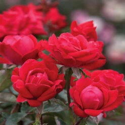 Double Knock Out® Rose -Brighter Blooms Red knockout rose 10 BB