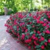 Double Knock Out® Rose 2 Double Knock Out® Rose -Brighter Blooms Red knockout rose BB 600x600 311b8812 d4eb 41ce 8b37 f7c50aff357b